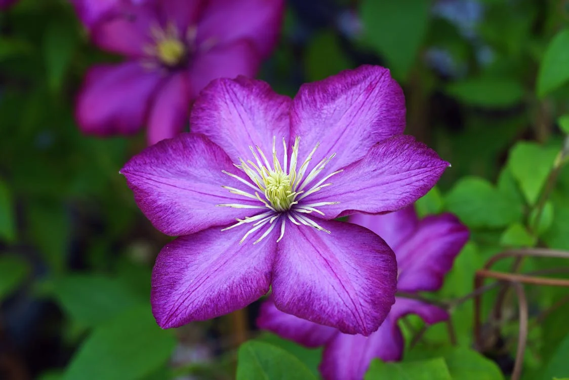 Az erdei iszalag (clematis) gondozása