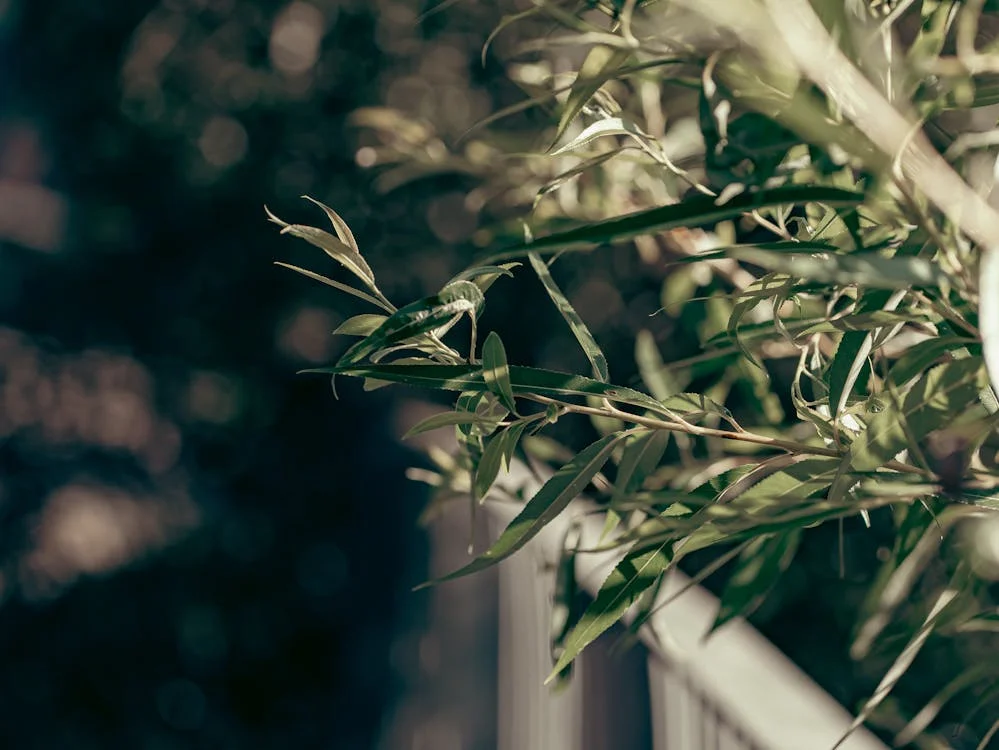 Az olajfa gondozása – Így csináljuk!