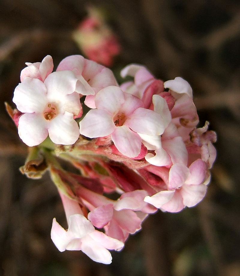 Az illatos bangita (Viburnum carlesii) ültetése és gondozása