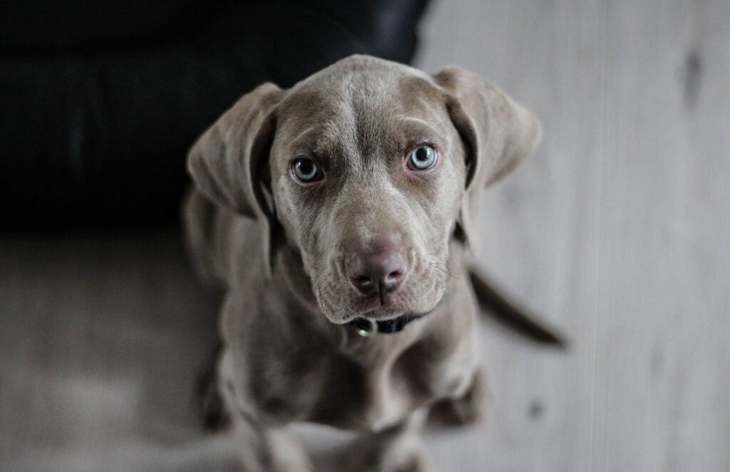 Honnan ismerheted fel a kutya férgességet, és hogyan kezeld?