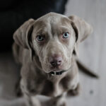 Honnan ismerheted fel a kutya férgességet, és hogyan kezeld?