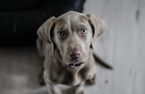 Honnan ismerheted fel a kutya férgességet, és hogyan kezeld?