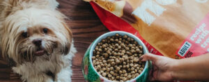 Érdemes-e zsákos kutyatápot vásárolni?