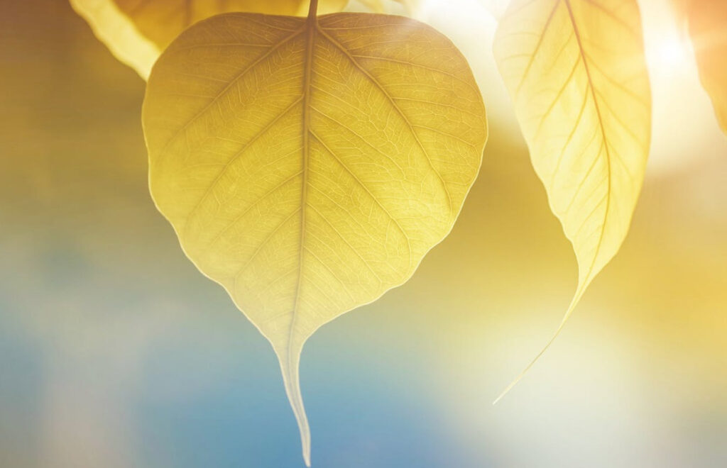 Tudtad, hogy fényvédelemre egész évben, az őszi-téli időszakban is szükség van?