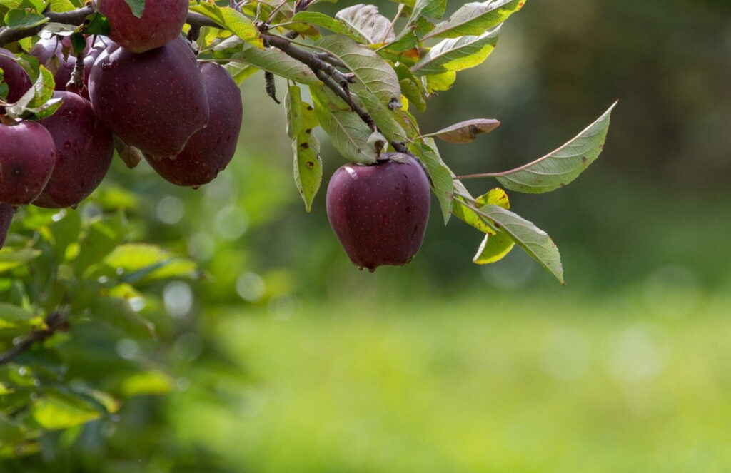 Ilyen egy gyönyörű kert!