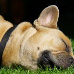 Kutyák bélgyulladása: hogyan ismerhetjük fel és mit tehetünk ellene?