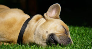 Kutyák bélgyulladása: hogyan ismerhetjük fel és mit tehetünk ellene?