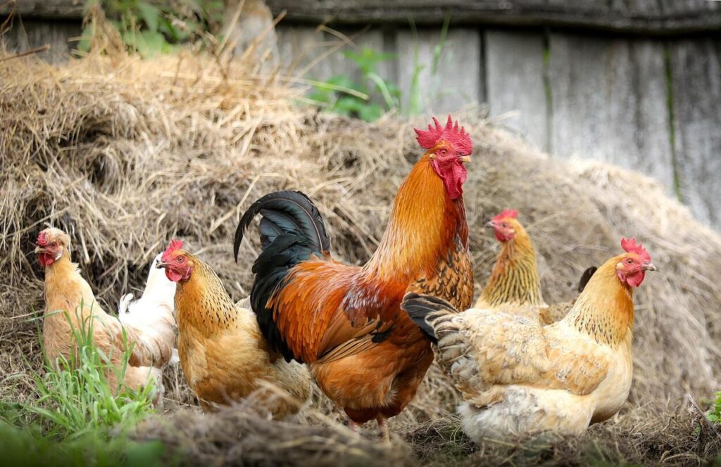 Az állattartás jövője: ketrecmentes megoldások és fenntarthatóság