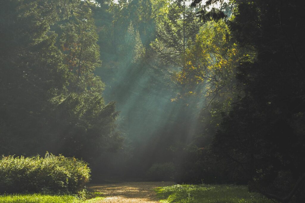 Miért vált az erdei fürdőzés az egyik legnépszerűbb természetes stresszoldó módszerré?