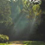 Miért vált az erdei fürdőzés az egyik legnépszerűbb természetes stresszoldó módszerré?