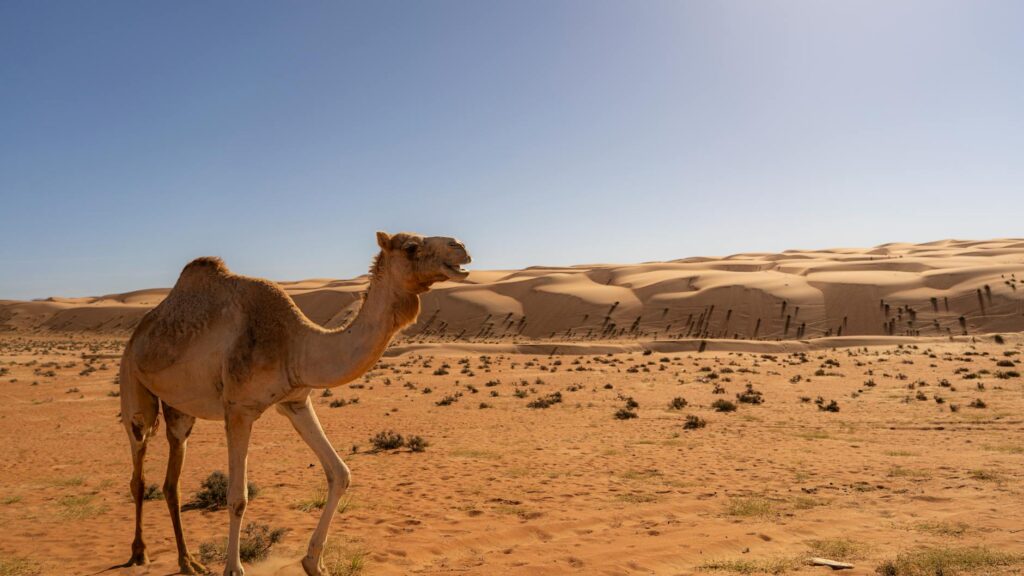 Miért érdemes idén Ománba utazni a népszerűbb arab országok helyett