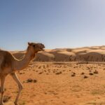 Miért érdemes idén Ománba utazni a népszerűbb arab országok helyett