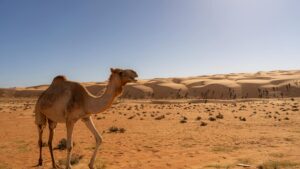 Miért érdemes idén Ománba utazni a népszerűbb arab országok helyett