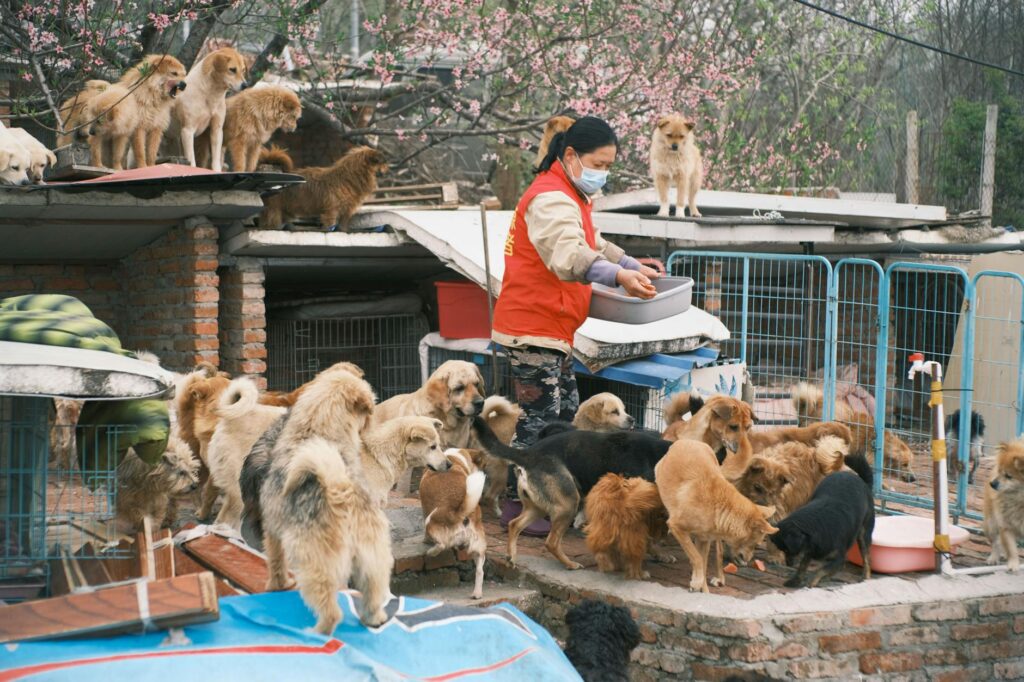 Miért döntenek egyre többen a menhelyi kutyák örökbefogadása mellett?