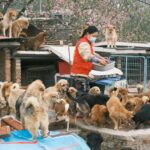 Miért döntenek egyre többen a menhelyi kutyák örökbefogadása mellett?