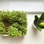 Hogyan tartsuk életben hetekig a szupermarketben vásárolt cserepes fűszernövényeket