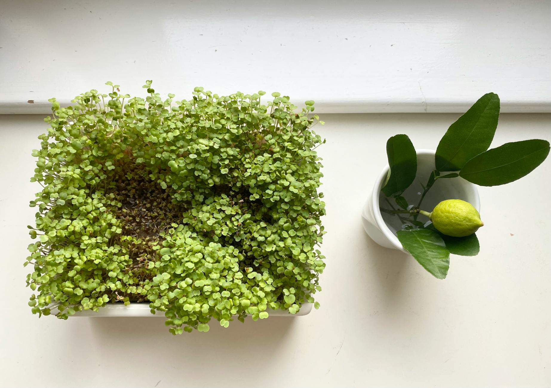 Hogyan tartsuk életben hetekig a szupermarketben vásárolt cserepes fűszernövényeket